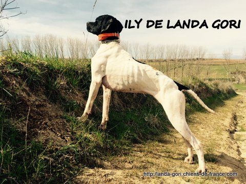 de landa gori - ILY DE LANDA GORI : EXCELLENT G Q Espagne .!