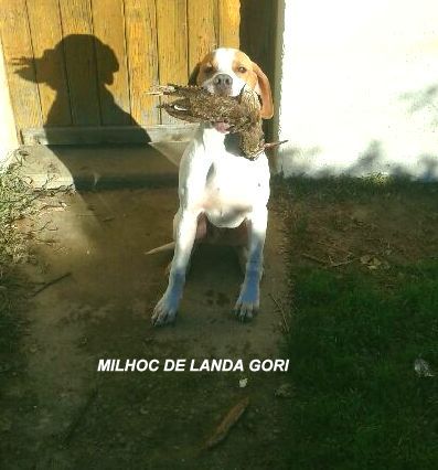 de landa gori - MILHOC DE LANDA GORI (5mois et 10jours)Chasse à la bécasse !!!