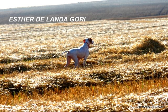 de landa gori - ESTHER DE LANDA GORI...Ouverture de la chasse à la caille en Espagne!!