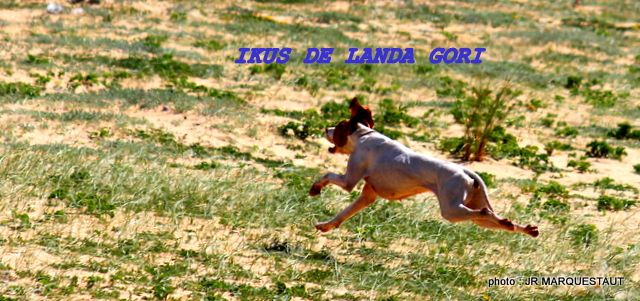 de landa gori - IKUS DE LANDA GORI....Training !!!