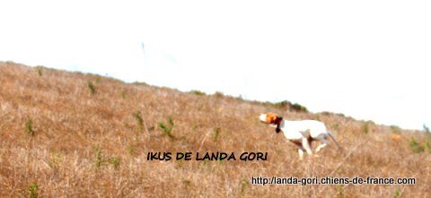 de landa gori - IKUS DE LANDA GORI...Training sur perdrix naturelles !!