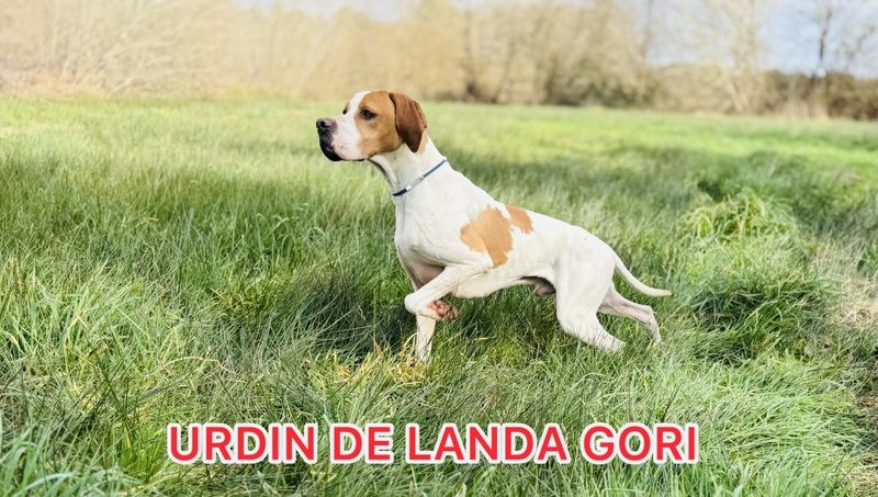 Urdin de landa gori