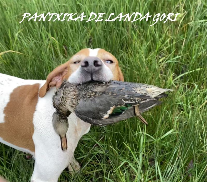 de landa gori - PANTXIKA DE LANDA GORI/Chasse bécasse/temps de canard...!