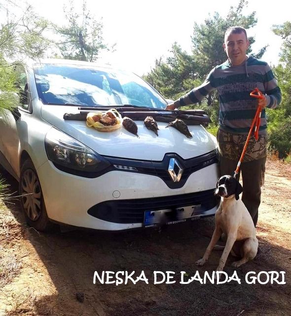 de landa gori - NESKA DE LANDA GORI (8mois) Chasse la bécasse en TURQUIE ..!