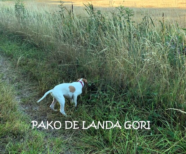 de landa gori - PAKO DE LANDA GORI (3 mois) 1er arrêt ..!