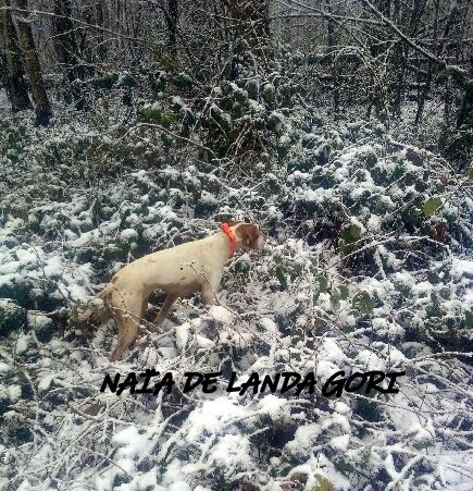 de landa gori - NAIA DE LANDA GORI : Chasse PICARDIE !