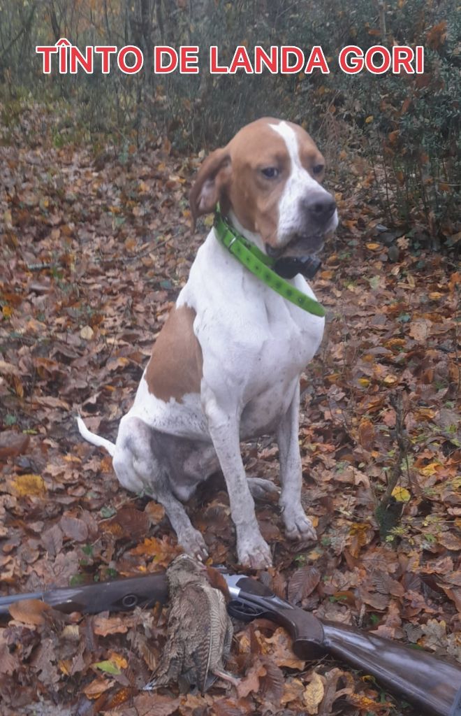 de landa gori - TÎNTO DE LANDA GORI/Chasse la bécasse/GIRONDE