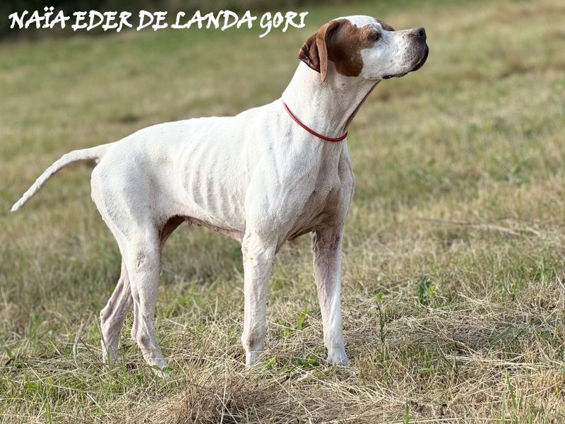 de landa gori - NAÏA EDER DE LANDA GORI / Entraînement/cailles sauvages !