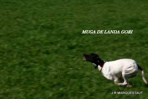 de landa gori - MUGA DE LANDA GORI '(11mois); Training perdreaux ! 1