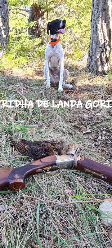 de landa gori - RIDHA DE LANDA GORI ;Chasse la bécasse montagne ALPES !