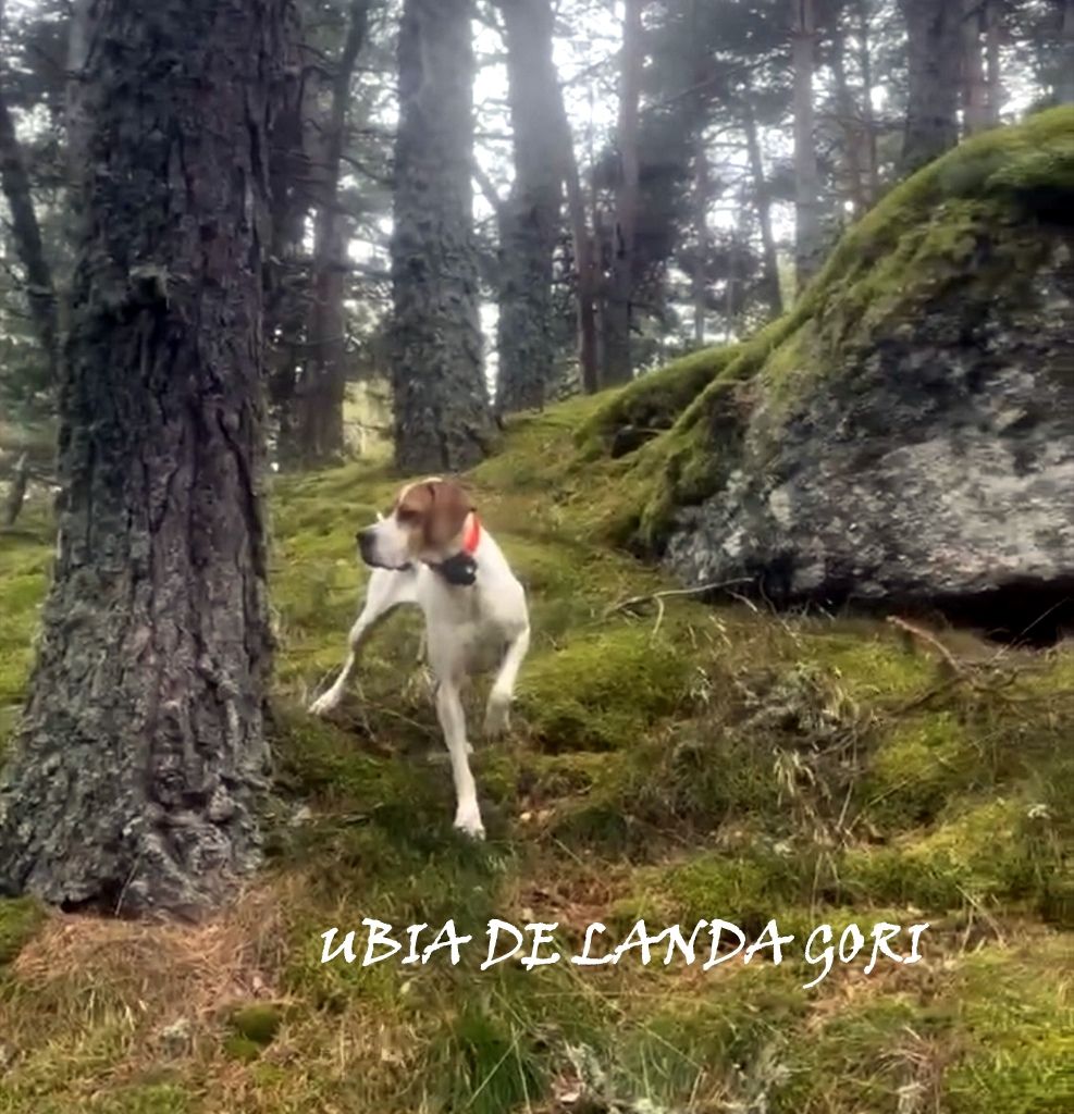 de landa gori - UBIA DE LANDA GORI ;Chasse la bécasse VAR !