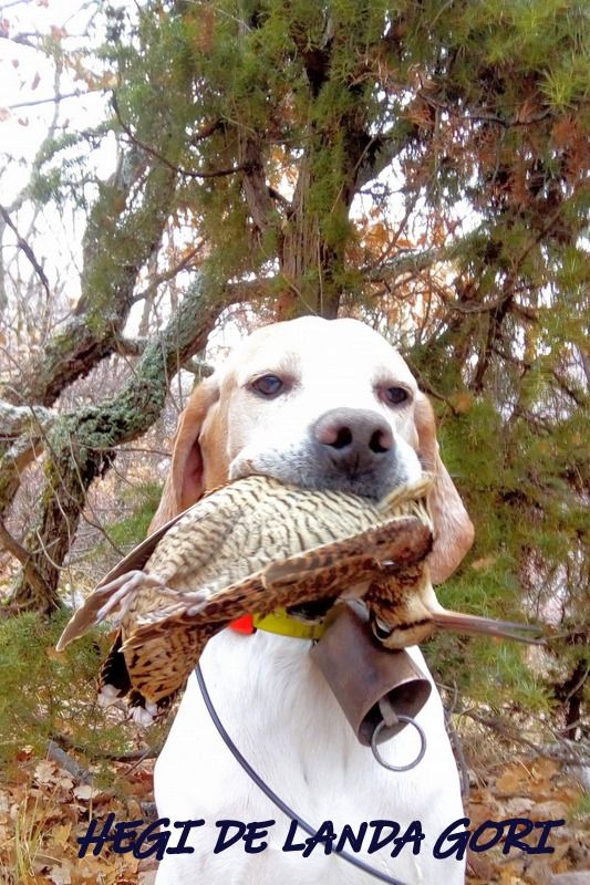 de landa gori - HEGI DE LANDA GORI :Chasse bécasse montagne ALPES !!