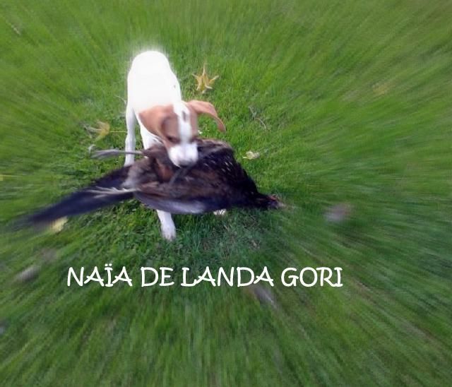 de landa gori - NAÏA DE LANDA GORI ;(5 mois) chasse faisan sauvages dans le Nord ..!