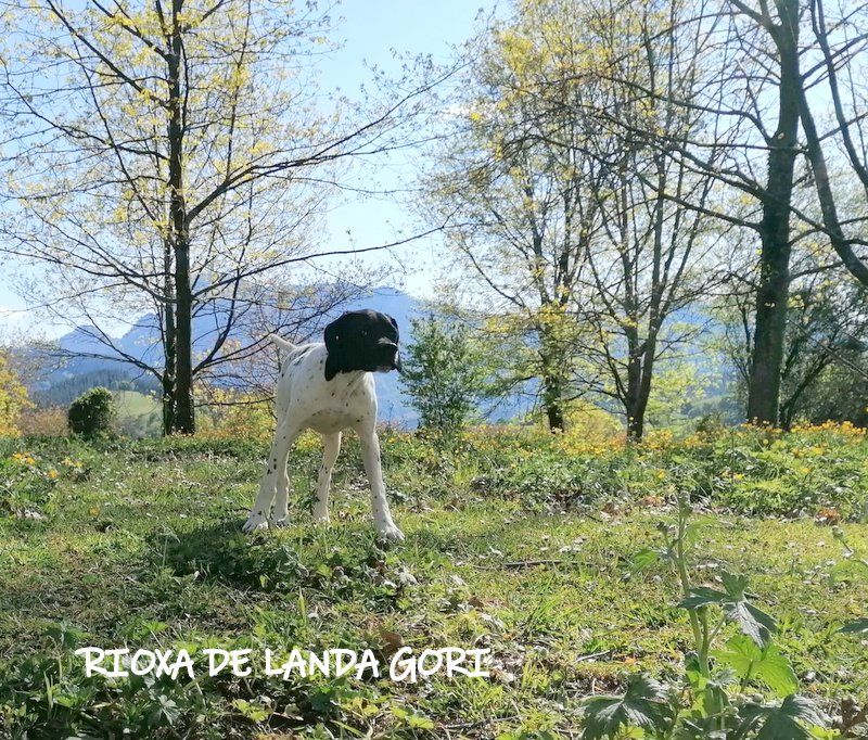 de landa gori - RIOXA DE LANDA GORI (6 mois) arrêt perdreaux rouges Montagnes Basques 