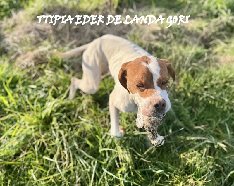 de landa gori - TTIPIA EDER DE LANDA GORI /Chasse la Bécassine/LANDES