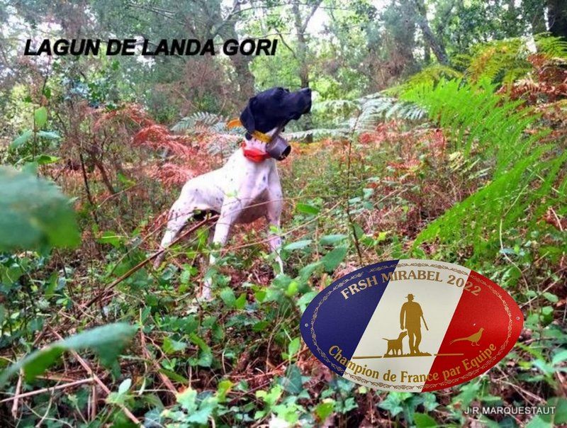de landa gori - LAGUN DE LANDA GORI ;CHAMPION DE FRANCE ST HUBERT !