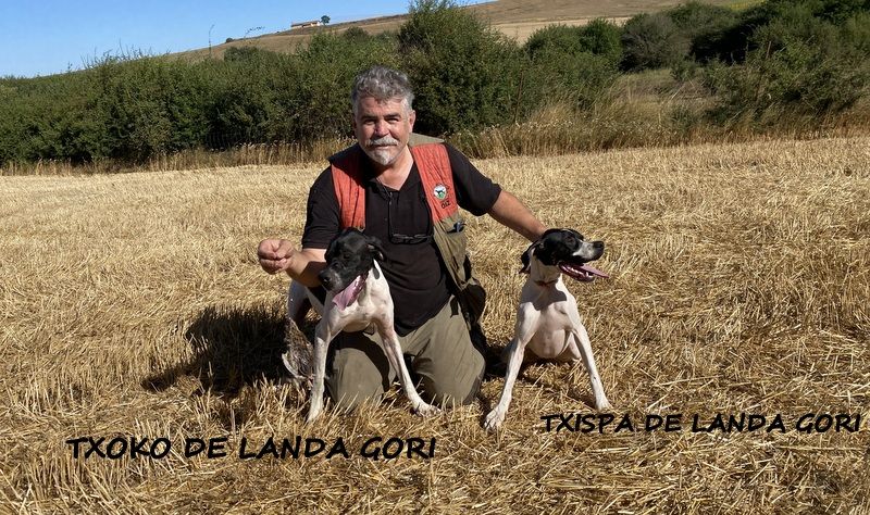 de landa gori - TXISPA TXOKO DE LANDA GORI :Chasse la caille en Espagne !