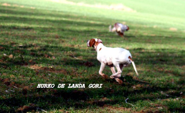 de landa gori - HURKO DE LANDA GORI..Training field de printemps !!!
