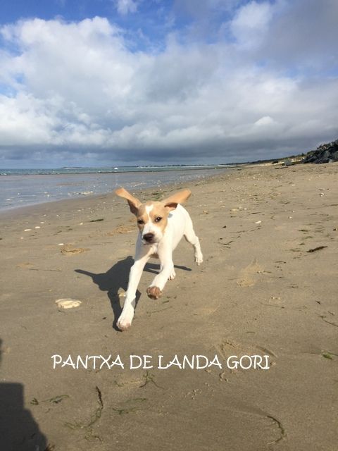 de landa gori - PANTXA DE LANDA GORI ..Vacances !..