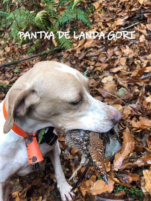 de landa gori - PANTXA DE LANDA GORI :Chasse la bécasse montagnes PYRENEES !