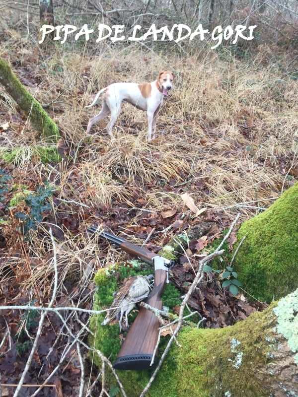 de landa gori - PIPA DE LANDA GORI/Chasse la bécasse/BEARN