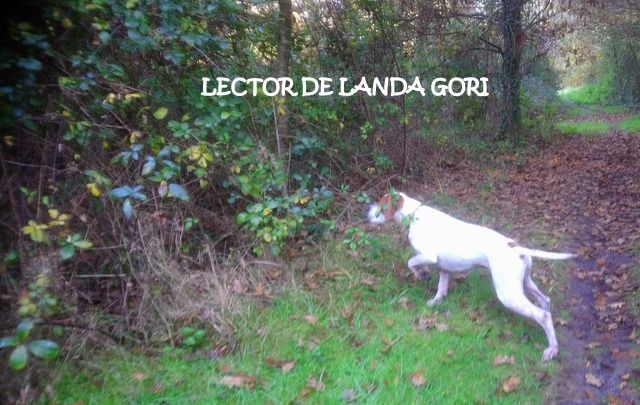 de landa gori - LECTOR DE LANDA GORI ;Chasse bécasses dans les LANDES !