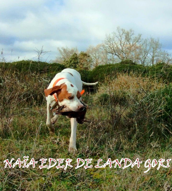 de landa gori - NAÏA EDER DE LANDA GORI :Chasse la bécasse PAYS BASQUE SUD !