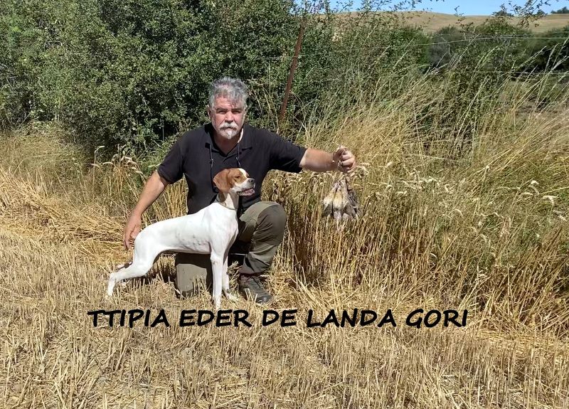 de landa gori - TTIPIA EDER DE LANDA GORI ;Chasse la caille en Espagne !