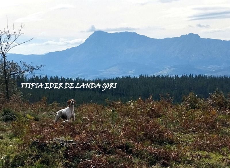 de landa gori - TTIPIA EDER DE LANDA GORI/Chasse Bécasses/perdreaux/Montagnes BASQUES