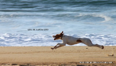 de landa gori - Training plage ...GOXI DE LANDA GORI (8mois)