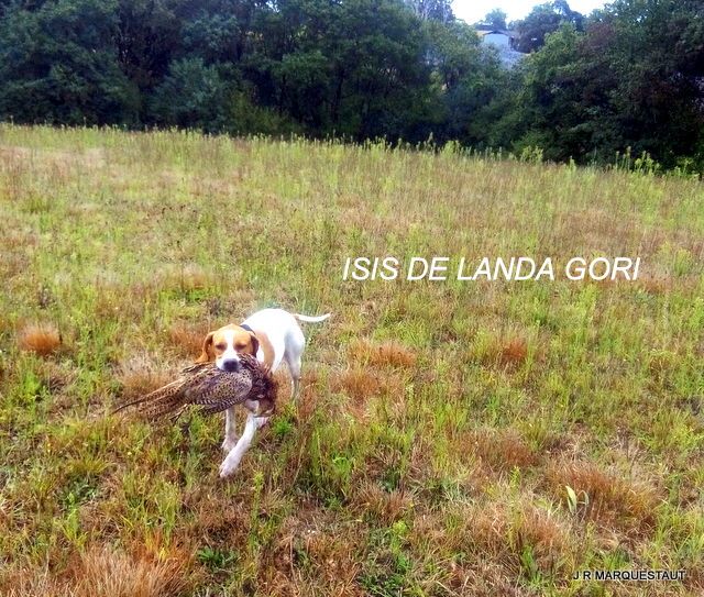 de landa gori - ISIS DE LANDA GORI...Ouverture de la chasse !!!