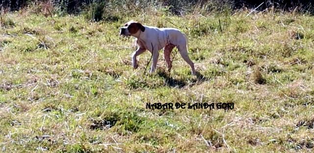 de landa gori - NABAR DE LANDA GORI  9 mois Chasse la caille en Espagne !!