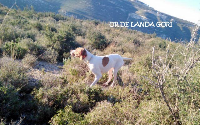de landa gori - OR DE LANDA GORI :Chasse la caille montagne LIBAN ..!