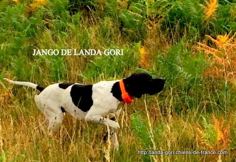 de landa gori - JANGO DE LANDA GORI ..Training PERDRIX !!