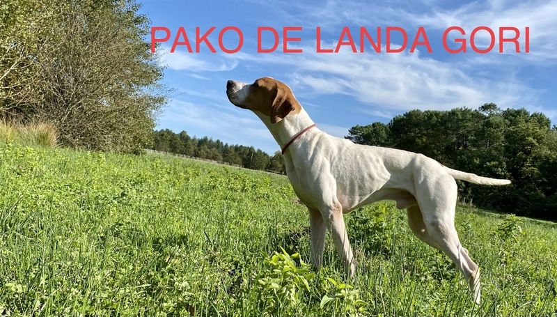 de landa gori - PAKO DE LANDA GORI Qête de chasse SERBIE CQN 