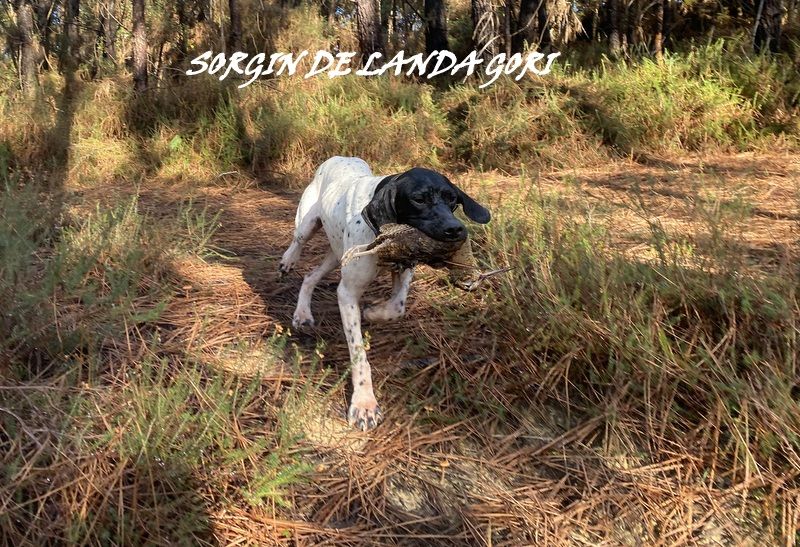 de landa gori - SORGIN DE LANDA GORI/Chasse la bécasse/LANDES