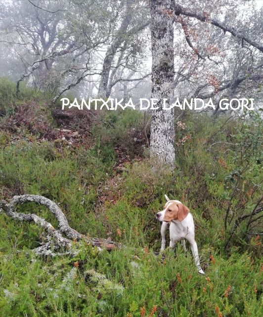 de landa gori - PANTXIKA DE LANDA GORI début chasse bécasse montagne BASQUE