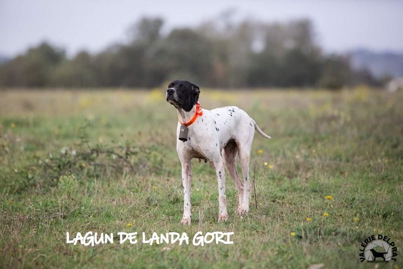 de landa gori - LAGUN DE LANDA GORI ;Chasse Haute Garonne !..