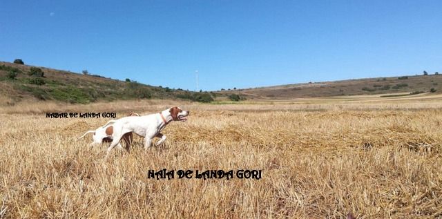 de landa gori - NAÏA EDER et NABAR DE LANDA GORI : Chasse la caille en Espagne !