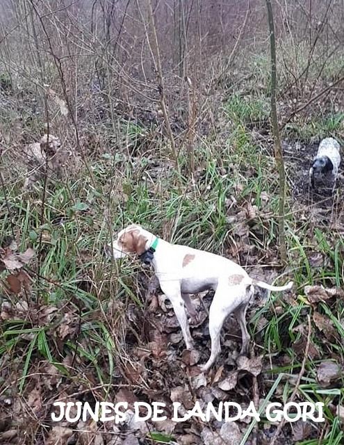 de landa gori - JUNES DE LANDA GORI :Chasse la bécasse en CHARENTE !