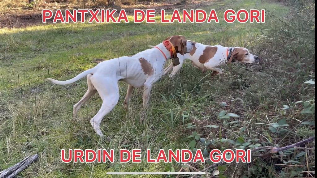 de landa gori - PANTXIKA Et URDIN DE LANDA GORI/Chasse la bécasse/LANDES