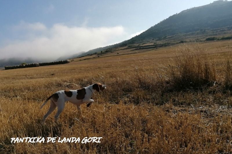 de landa gori - PANTXIKA DE LANDA GORI :Chasse la caille des blés Burgos ESPAGNE !