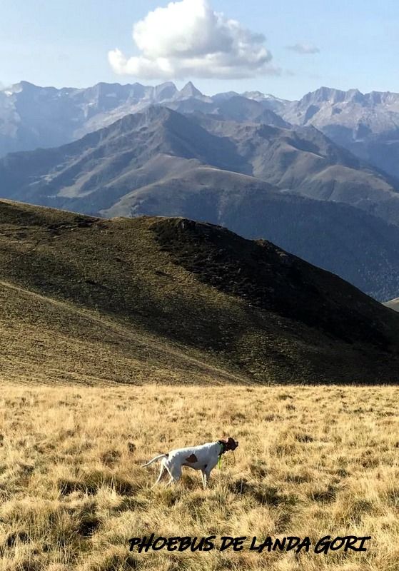 de landa gori - PHOEBUS DE LANDA GORI :Chasse montagnes Pyrenees !