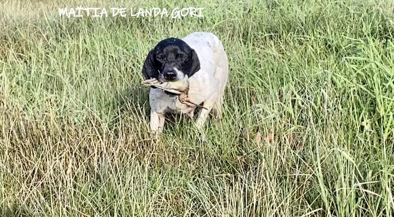 de landa gori - MAITIA DE LANDA GORI :Chasse la bécassine Marais Basques SUD !