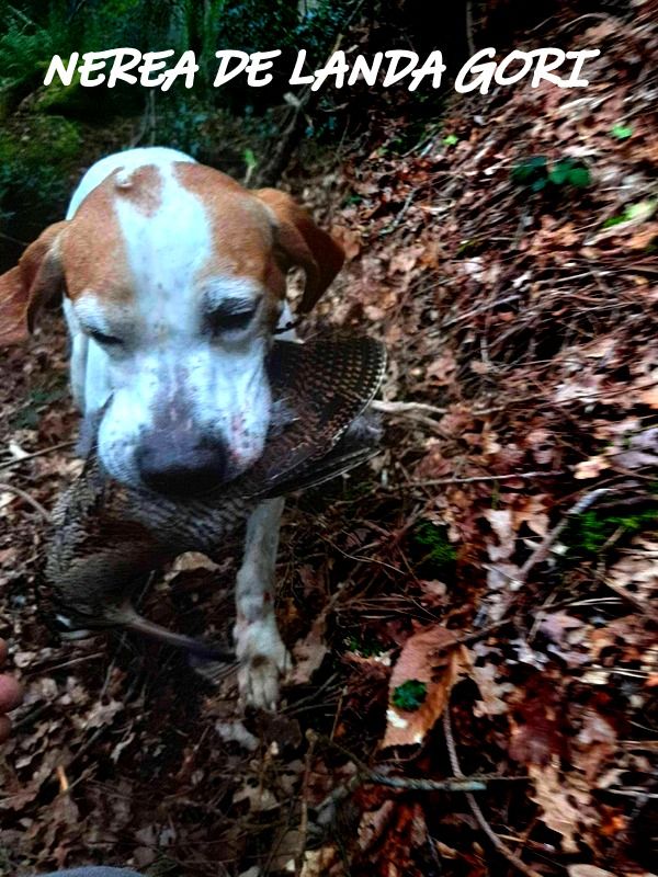 de landa gori - NEREA DE LANDA GORI ;Chasse la bécasse BRETAGNE 56