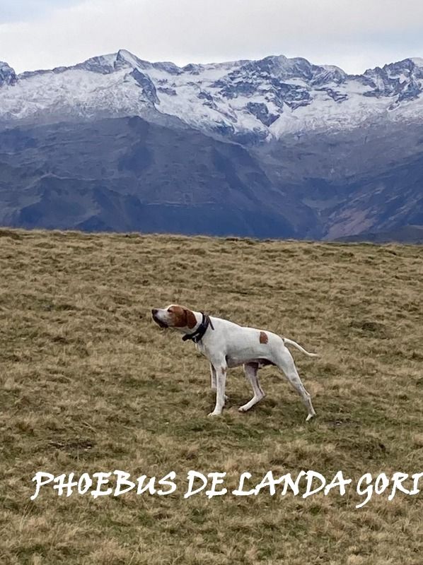 de landa gori - PHOEBUS DE LANDA GORI/Chasse les perdreaux /Montagnes Pyrenees !