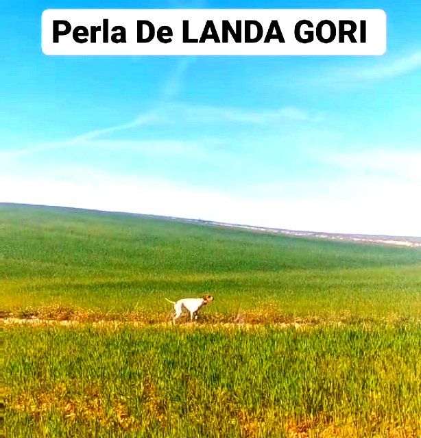 de landa gori - PERLA DE LANDA GORI :Entraînement perdreaux TOLEDO !