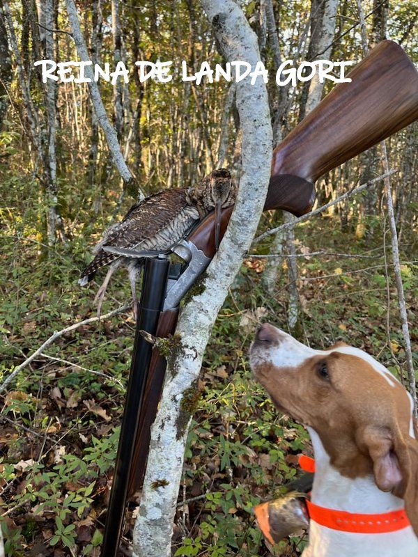 de landa gori - REINA DE LANDA GORI ;Chasse la bécasse montagne PYRENEENES ..!