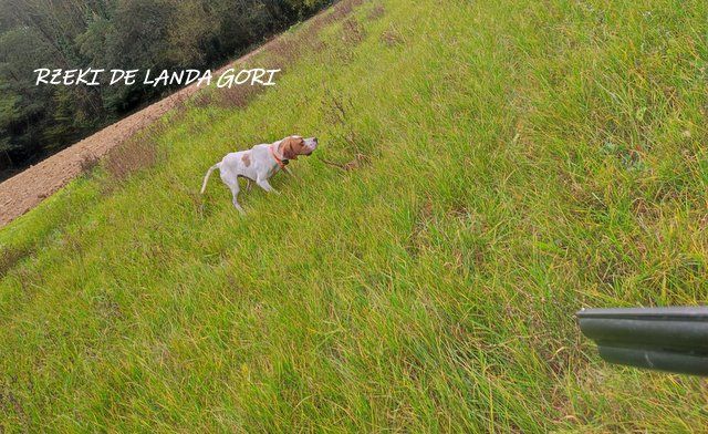 de landa gori - RZEKI DE LANDA GORI ;Chasse RHONE ALPES 