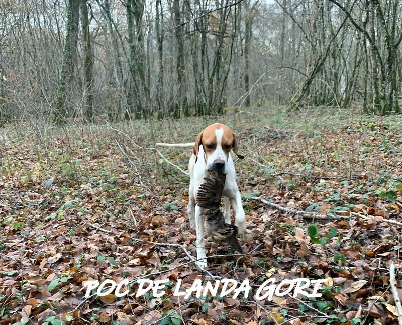 de landa gori - POC DE LANDA GORI :Chasse la bécasse dans la NIEVRE !